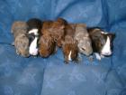 Meerschweinchen