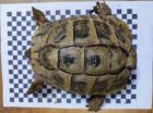 3 Griechische Landschildkröten Th abzugeben 2x Weiblich 1x Männlich
